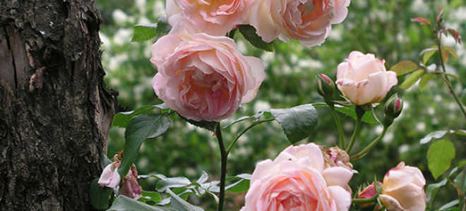 Посадка роз осенью с открытой корневой системой