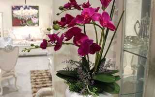 Орхидея семенами в домашних условиях