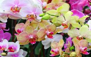 Уход за комнатными орхидеями