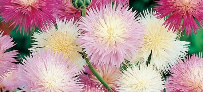 Василек мускусный