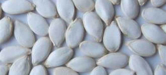 Как подготовить семена тыквы к посадке