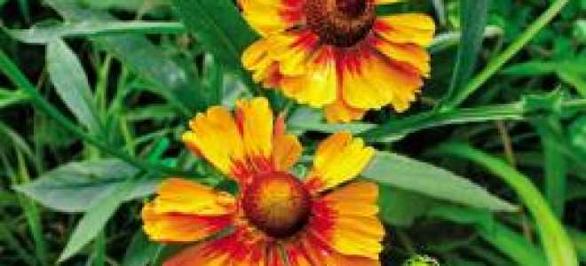 Гелениум осенний посадка и уход