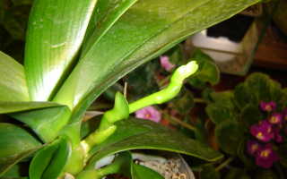 Цитокининовая мазь для орхидей
