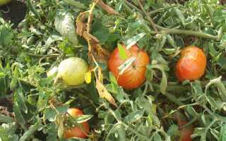 Сорта томатов устойчивых к фитофторозу для теплиц