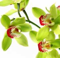 Как размножаются орхидеи в домашних
