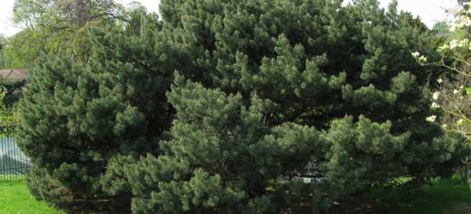 Сосна ватерери в ландшафтном дизайне