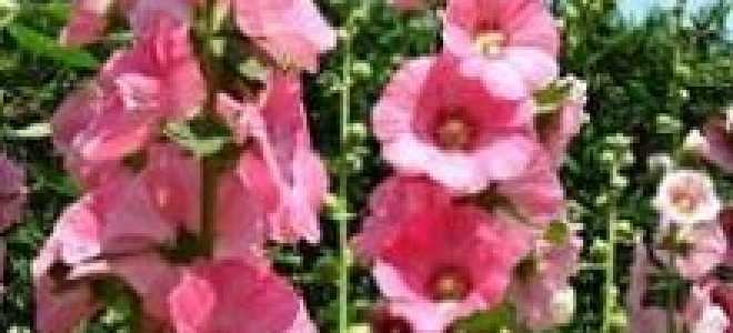 Мальва когда сажать семена