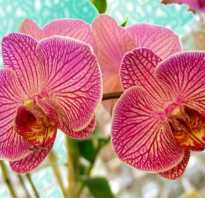 Почему у орхидеи короткий цветонос
