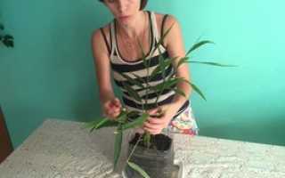 Как выглядит растение имбирь