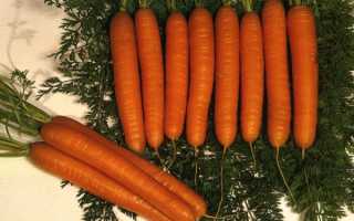 Морковь королева осени описание