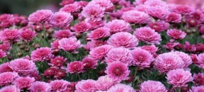 Осенние хризантемы посадка и уход