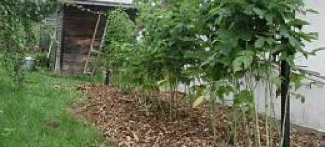 Малина кустовая посадка и уход