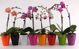 Как вырастить орхидею из семян