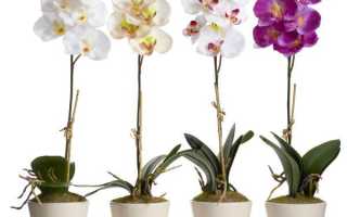 Орхидея без грунта