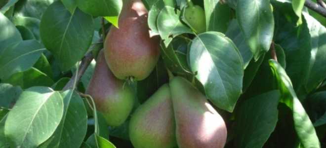 Груша в Сибири посадка и уход