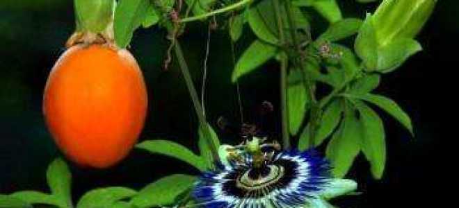 Пассифлора полезные свойства и противопоказания