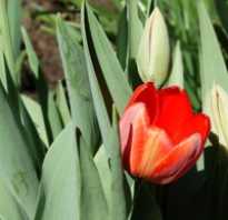 Когда пересаживать тюльпаны весной или осенью