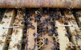 Чем лечить пчел от варроатоза осенью
