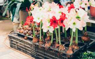 Почему не цветет гиппеаструм