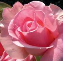 Розы виды и сорта для российских садов