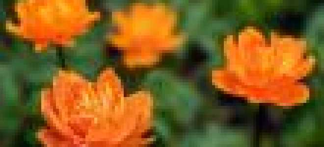 Купальница азиатская