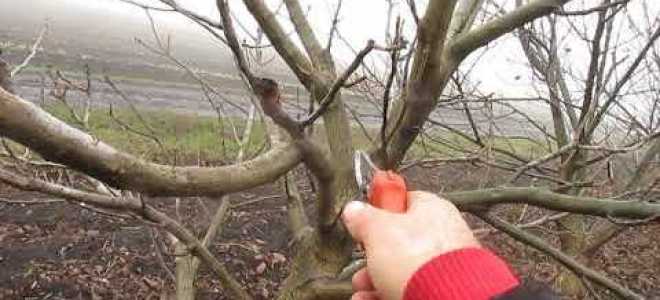 Можно ли обрезать грецкий орех осенью