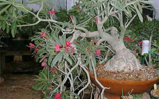 Пересадка адениума осенью