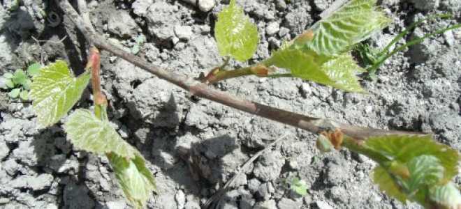 Как правильно посадить виноград осенью саженцами