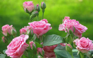 Комплексное удобрение для роз