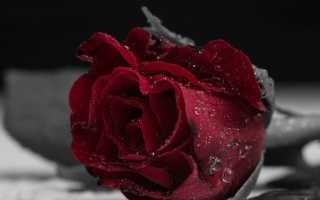 Пионовидные розы бордовые