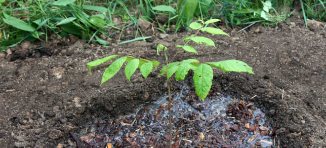 Орех сердцевидный посадка и уход