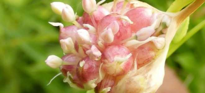 После чего можно сажать чеснок осенью