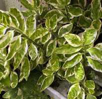 Комнатное растение с бело зелеными листьями