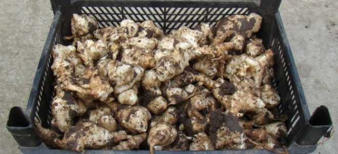 Как сажать топинамбур осенью