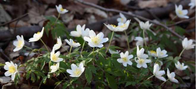 Ветреница дубравная