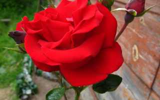 Роза плетистая красная сорта