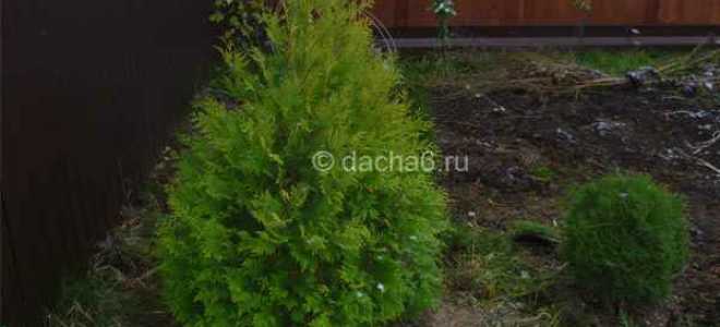 Можно ли сажать тую осенью в октябре