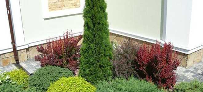 Туя смарагд посадка и уход болезни