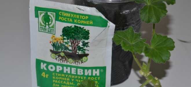 Размножение герани черенками в домашних условиях