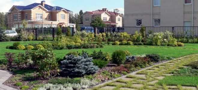 Карликовые хвойные растения