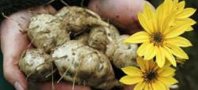 Топинамбур посадка осенью