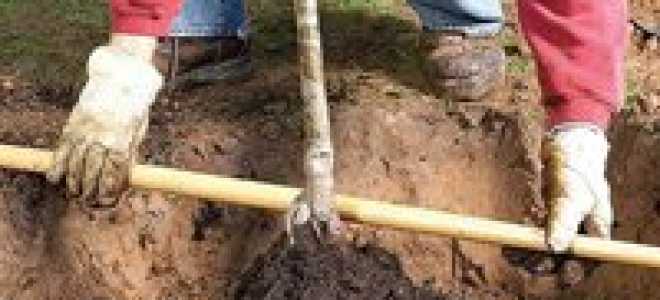 Когда сажать сливу весной или осенью