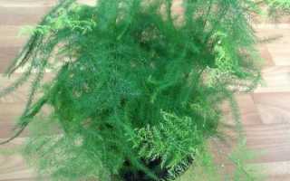 Аспарагус перистый уход в домашних условиях