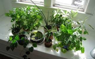 Выращивание комнатных растений