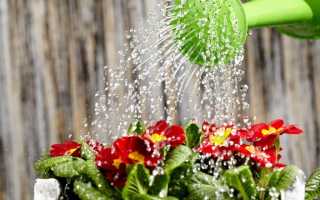 Как правильно поливать цветы