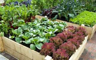 Совместимость растений в саду и огороде таблица