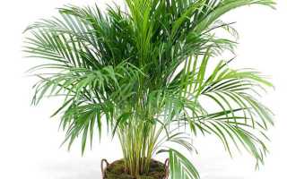 Как рассадить пальму в домашних условиях