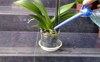 Орхидея венерин башмачок уход в домашних условиях