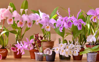 Как посадить орхидею из семян