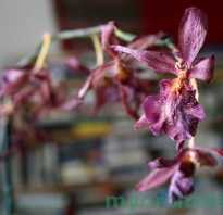 Надо ли обрезать орхидею после цветения